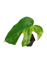 Monstera Aurea Stecklinge